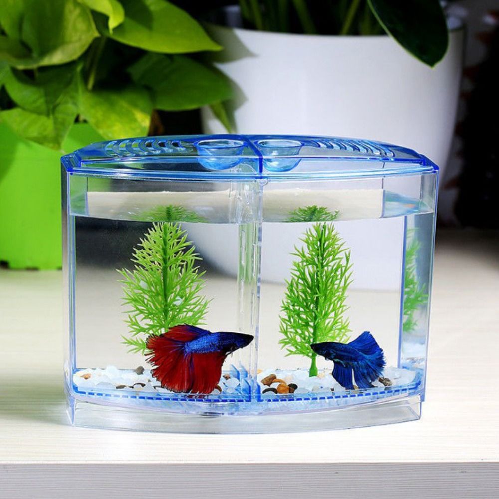Transparente Betta Fish Tank,  - Aquarium Fish Betta avaliação e preço