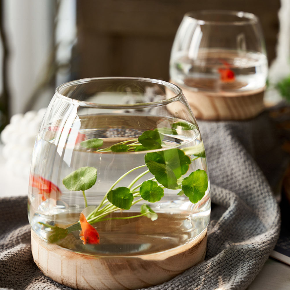 1 conjunto de terrário hidropô - Aquarium Plants avaliação e preço